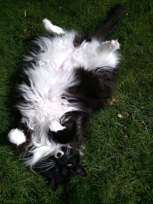 Simboosla *Community cat