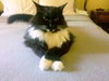 Simboosla *Community cat