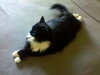 Simboosla *Community cat