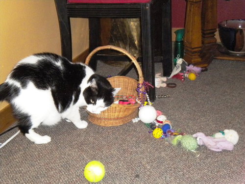 Sweetie - Lap Loving Senior Lady *Offered by Owner