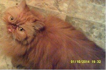 Mina and Mati *Community Cat* Persian Sisters