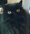 Mina and Mati *Community Cat* Persian Sisters