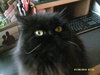 Mina and Mati *Community Cat* Persian Sisters