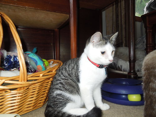 Cora