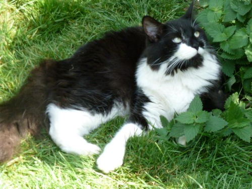Tommy *Community Cat* Big, Sweet and Friendly