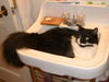 Tommy *Community Cat* Big, Sweet and Friendly