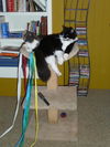 Tommy *Community Cat* Big, Sweet and Friendly