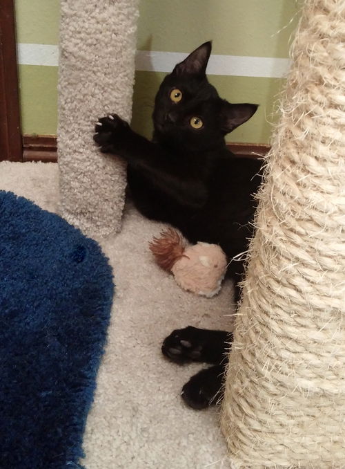 Loki