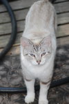Gracie - Pretty Siamese mix *Offered by Owner*