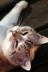 Gracie - Pretty Siamese mix *Offered by Owner*