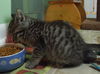 Tobie