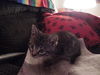 Tobie