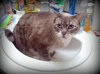 Sigfried and Roy *Community Cat