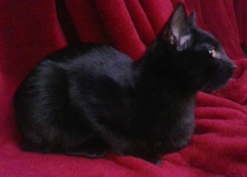 HOLLY