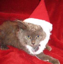 PRANCER