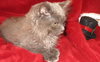 PRANCER