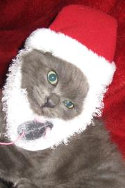 LITTLE CHRISTMAS MUPPET