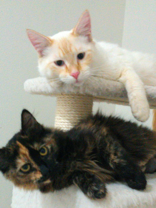 CeeCee & Chai -- Bonded Pair