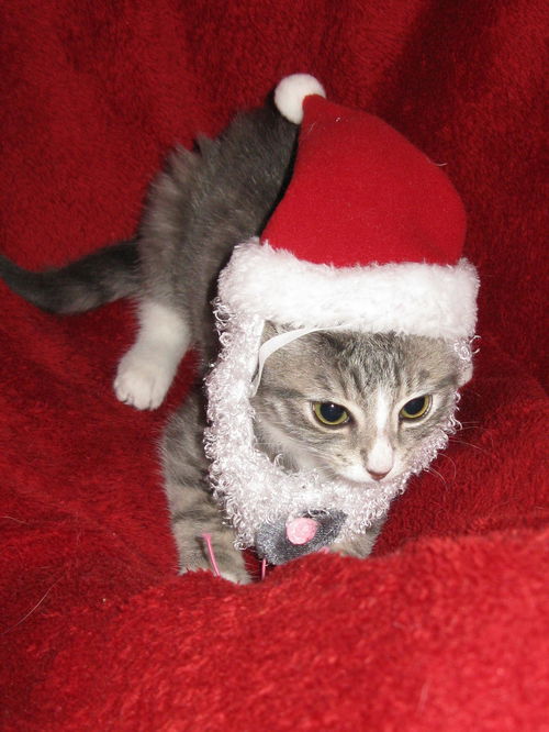 NOEL