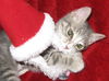 NOEL