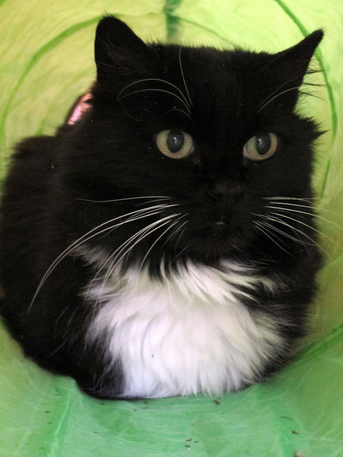 Tasha - Senior Sweetheart