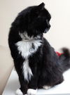 Tasha - Senior Sweetheart