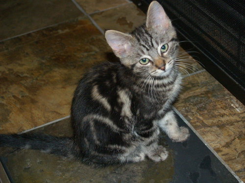 McIntosh