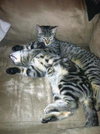 MOREDCAI and Rigby