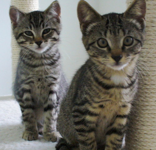 Michael & Monica:  The Tabby Kids (bonded)
