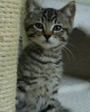 Michael & Monica:  The Tabby Kids (bonded)