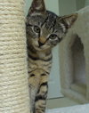 Michael & Monica:  The Tabby Kids (bonded)