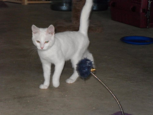 Snowpuff