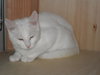 Snowpuff