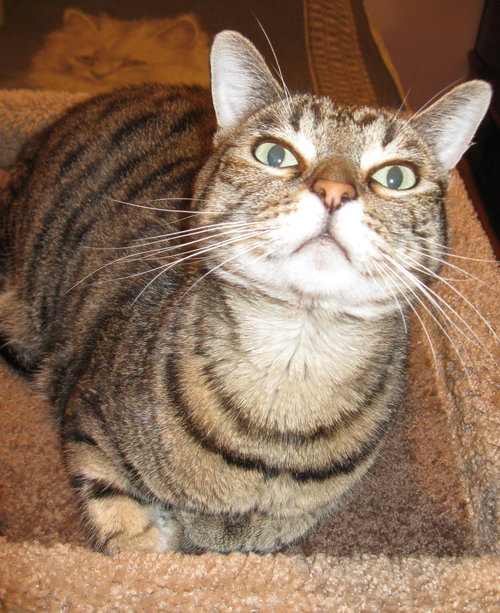 Pushka - Gentle and Friendly Adult