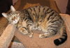 Pushka - Gentle and Friendly Adult