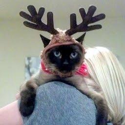 Monkey - Community Cat - Senior Guy Needs You!!