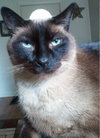 Monkey - Community Cat - Senior Guy Needs You!!