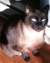 Monkey - Community Cat - Senior Guy Needs You!!