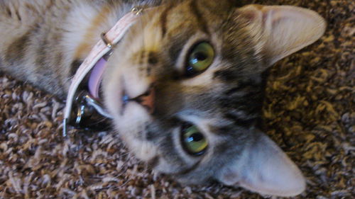 Kira