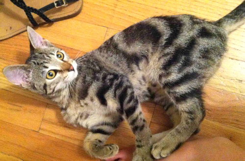 Chinook and Aspen - Young Tabby Sisters