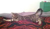 Chinook and Aspen - Young Tabby Sisters