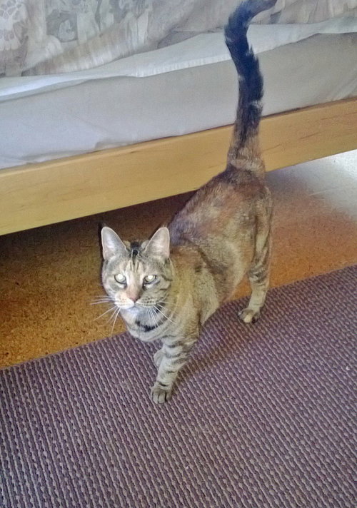 Minnie - Community Cat - Older Cat for Single Woma