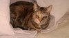 Minnie - Community Cat - Older Cat for Single Woma