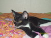 Presley