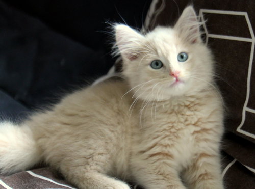 Sirius