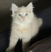 Sirius