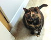 Annie - 
