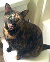 Annie - 