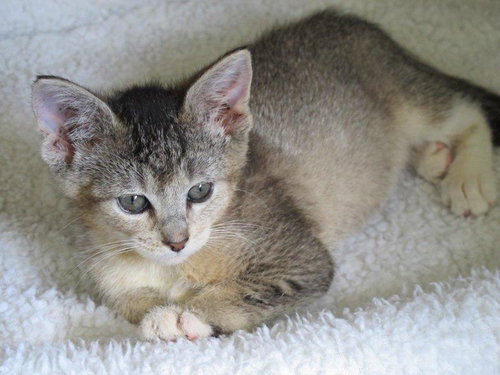 Cheyenne