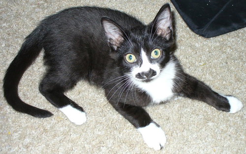 Mittens